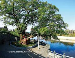 杨溪云树国际和平村
